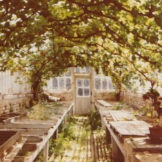 Interior of the hothouse where Alan Grubb used to work
