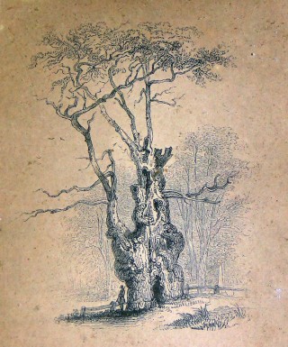 Etching of a tree in Knole Park