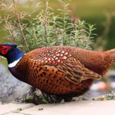 Pheasants were bred each year for the shoot